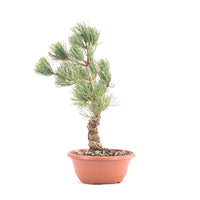 Mädchenkiefer 'Pinus parviflora'