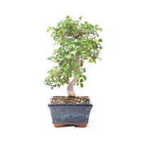 Chinesische Ulme 'Zelkova parvifolia'