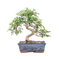 Chinesische Ulme 'Zelkova parvifolia'