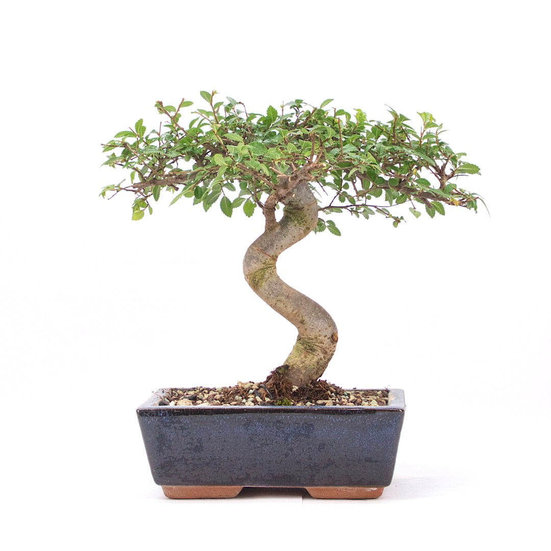 Chinesische Ulme 'Zelkova parvifolia'