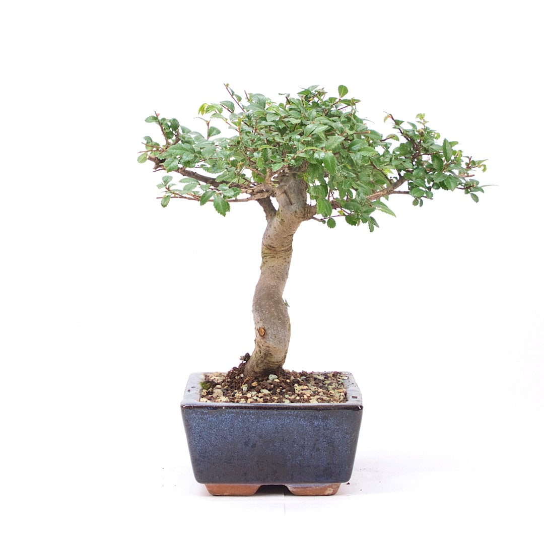 Chinesische Ulme 'Zelkova parvifolia'