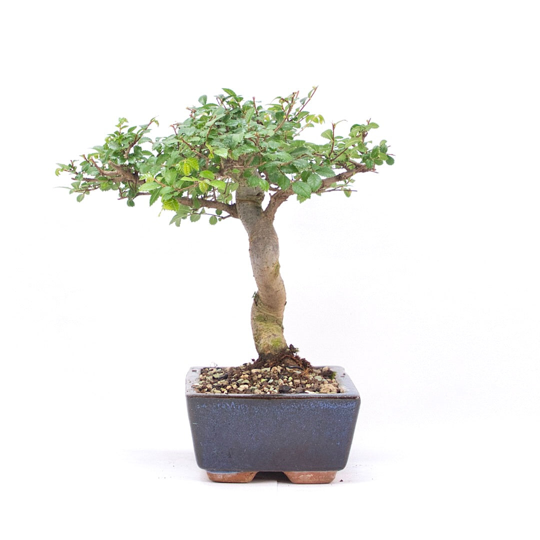 Chinesische Ulme 'Zelkova parvifolia'