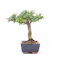 Chinesische Ulme 'Zelkova parvifolia'