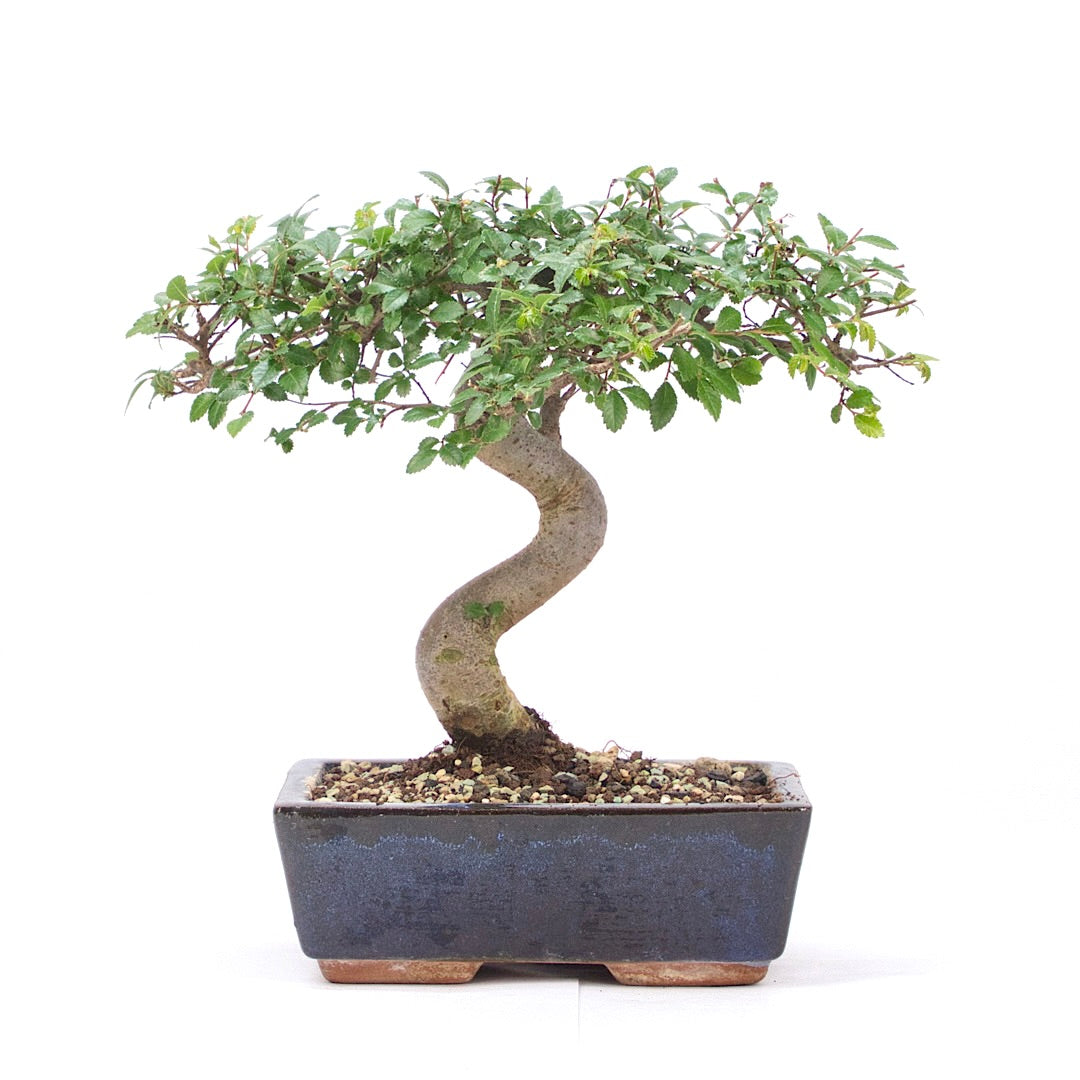 Chinesische Ulme 'Zelkova parvifolia'
