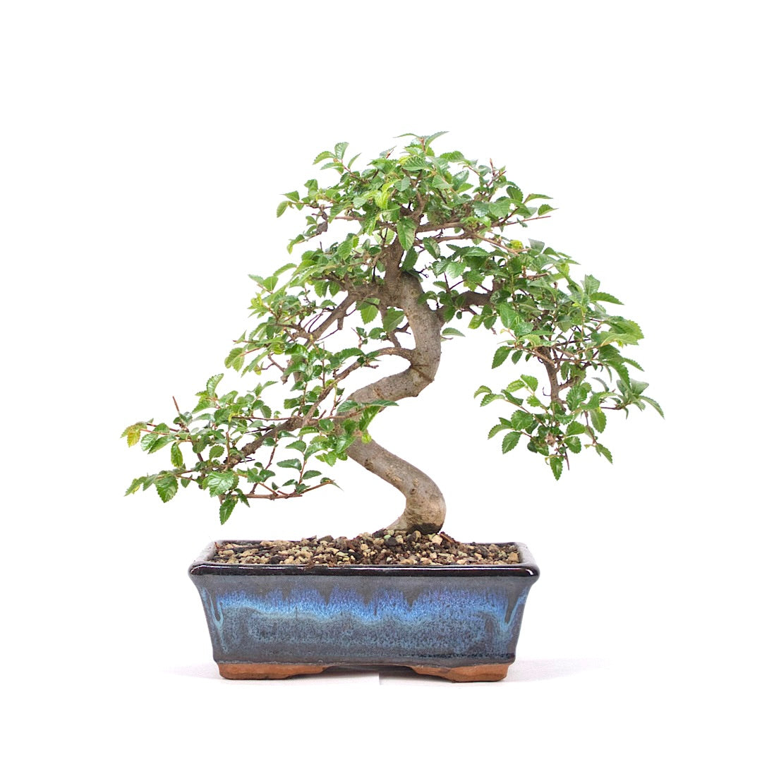 Chinesische Ulme 'Zelkova parvifolia'