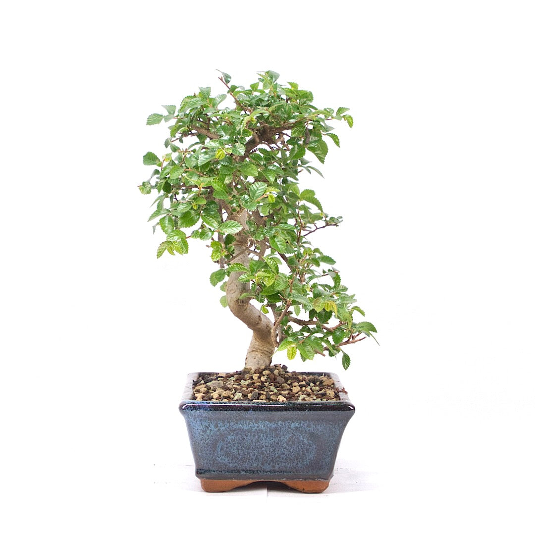 Chinesische Ulme 'Zelkova parvifolia'