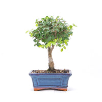 Chinesische Ulme 'Zelkova parvifolia'