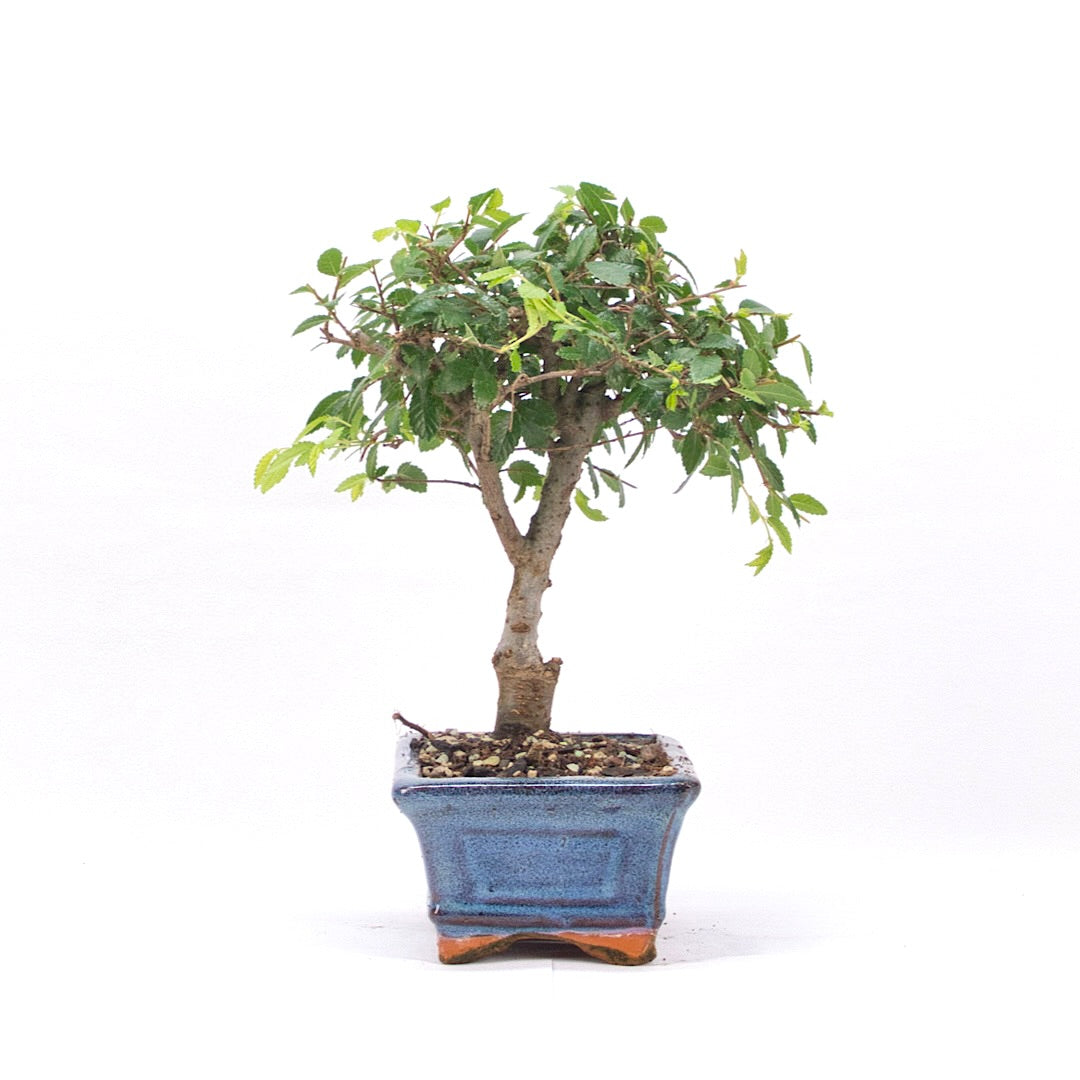 Chinesische Ulme 'Zelkova parvifolia'