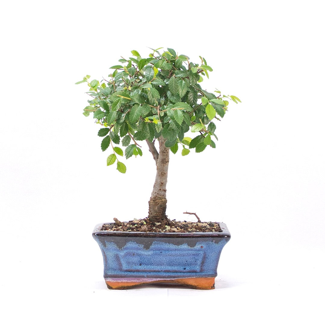 Chinesische Ulme 'Zelkova parvifolia'