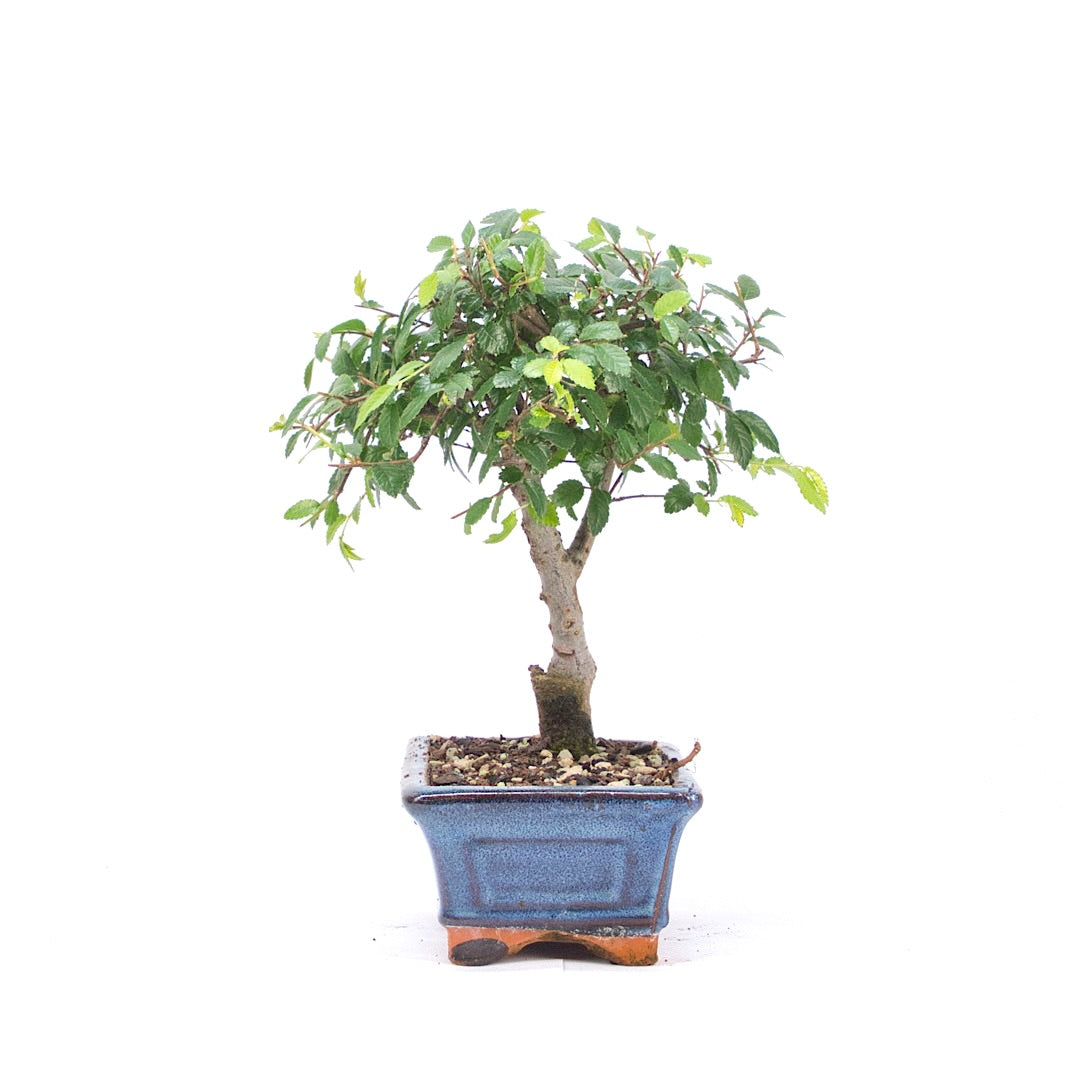 Chinesische Ulme 'Zelkova parvifolia'