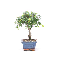 Chinesische Ulme 'Zelkova parvifolia'