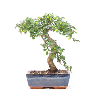 Chinesische Ulme 'Zelkova parvifolia'