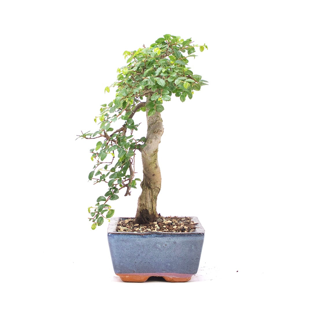 Chinesische Ulme 'Zelkova parvifolia'