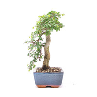 Chinesische Ulme 'Zelkova parvifolia'