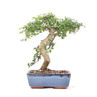 Chinesische Ulme 'Zelkova parvifolia'