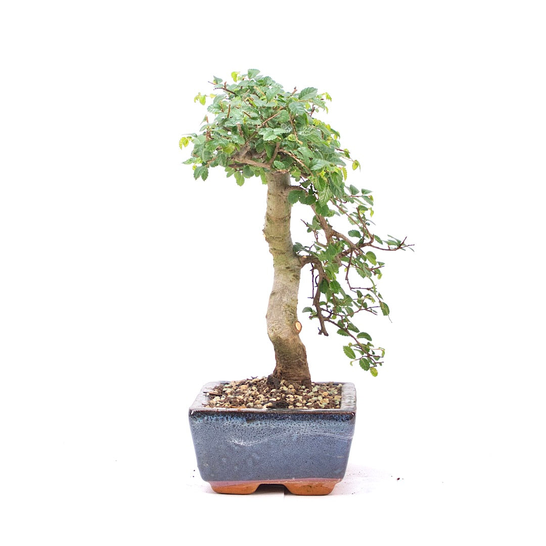 Chinesische Ulme 'Zelkova parvifolia'