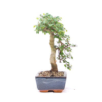 Chinesische Ulme 'Zelkova parvifolia'