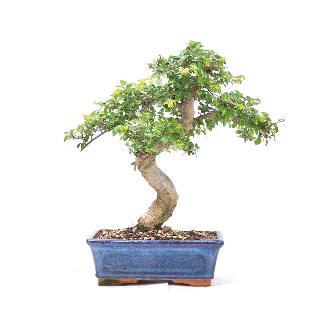 Chinesische Ulme 'Zelkova parvifolia'