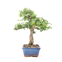 Chinesische Ulme 'Zelkova parvifolia'