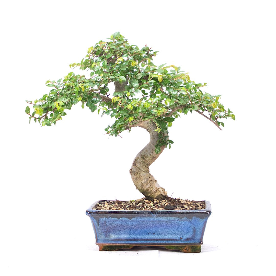 Chinesische Ulme 'Zelkova parvifolia'