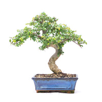 Chinesische Ulme 'Zelkova parvifolia'