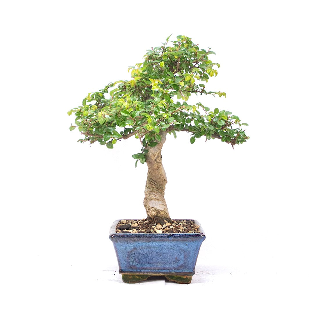 Chinesische Ulme 'Zelkova parvifolia'