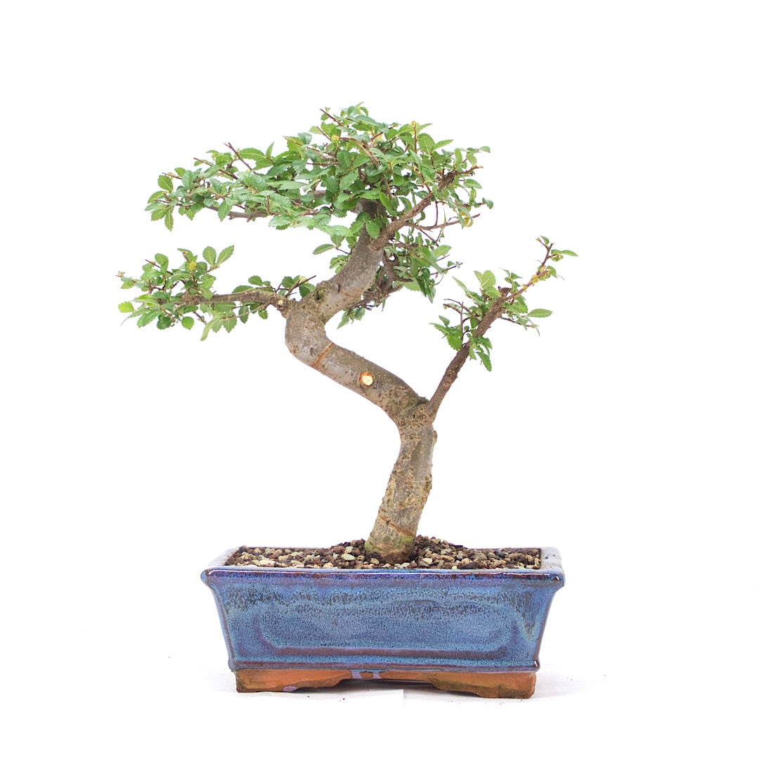 Chinesische Ulme 'Zelkova parvifolia'
