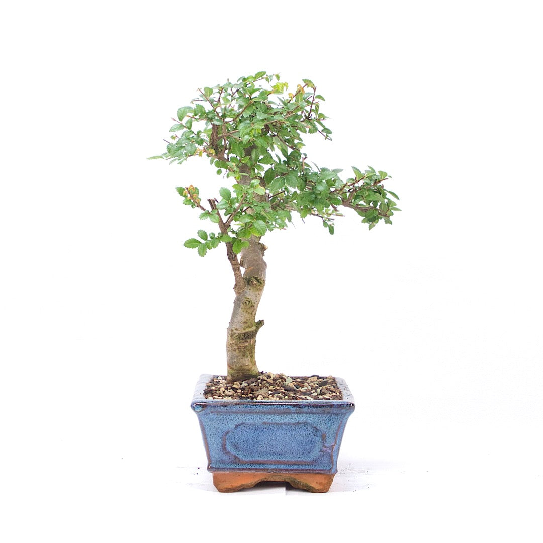 Chinesische Ulme 'Zelkova parvifolia'