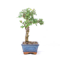 Chinesische Ulme 'Zelkova parvifolia'