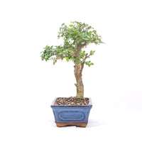 Chinesische Ulme 'Zelkova parvifolia'