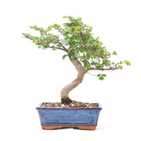 Chinesische Ulme 'Zelkova parvifolia'