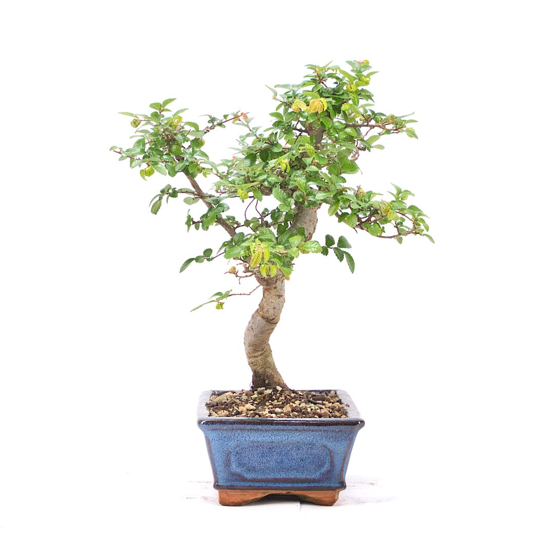 Chinesische Ulme 'Zelkova parvifolia'