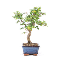 Chinesische Ulme 'Zelkova parvifolia'