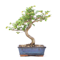 Chinesische Ulme 'Zelkova parvifolia'
