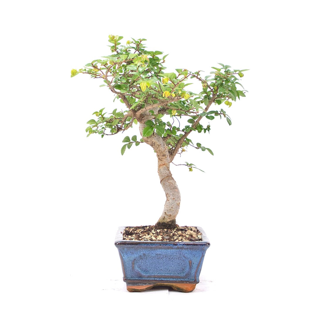 Chinesische Ulme 'Zelkova parvifolia'