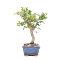 Chinesische Ulme 'Zelkova parvifolia'