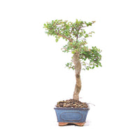 Chinesische Ulme 'Zelkova parvifolia'