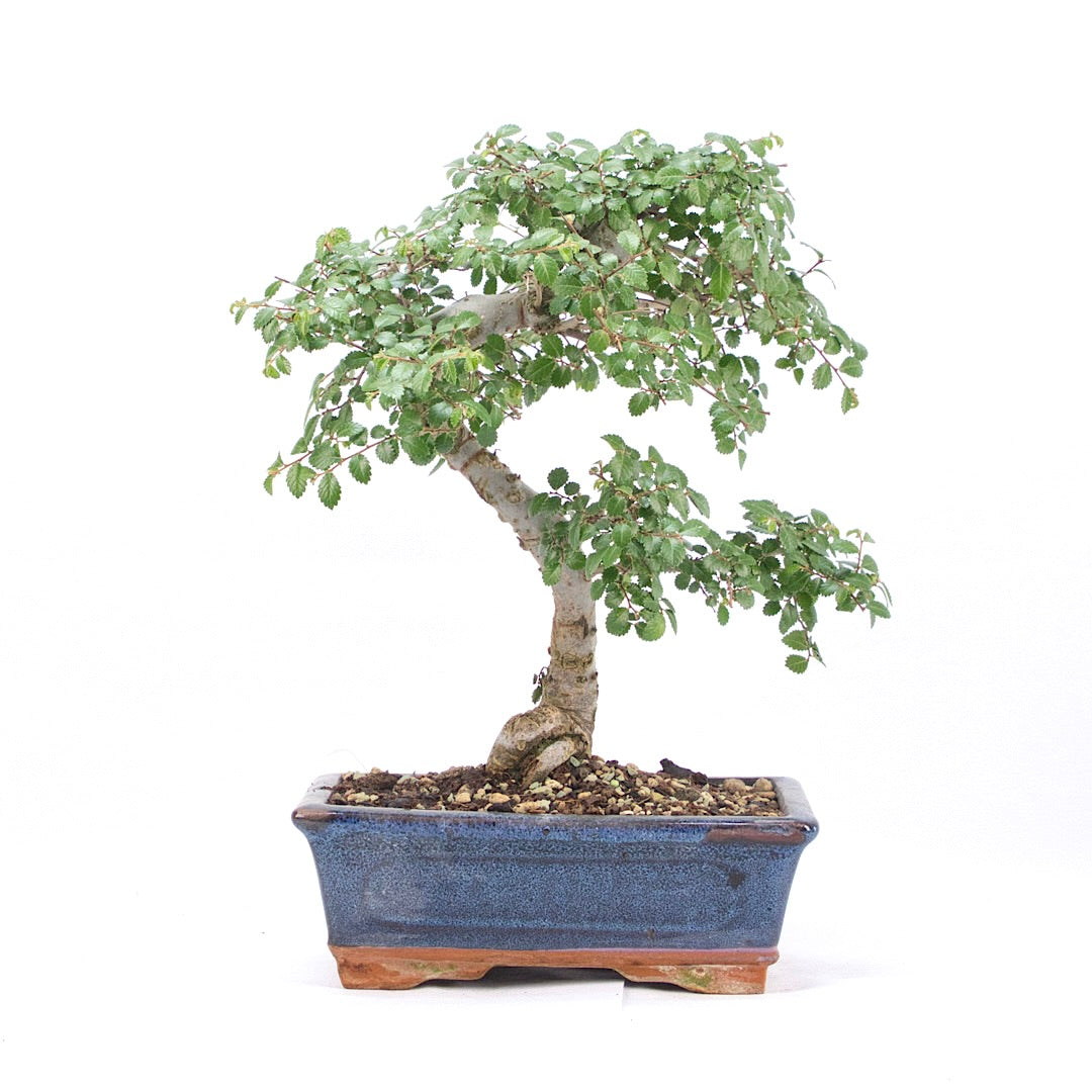 Chinesische Ulme 'Zelkova parvifolia'