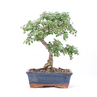 Chinesische Ulme 'Zelkova parvifolia'