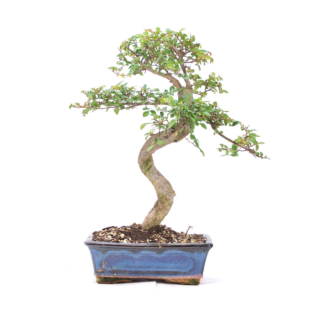 Chinesische Ulme 'Zelkova parvifolia'