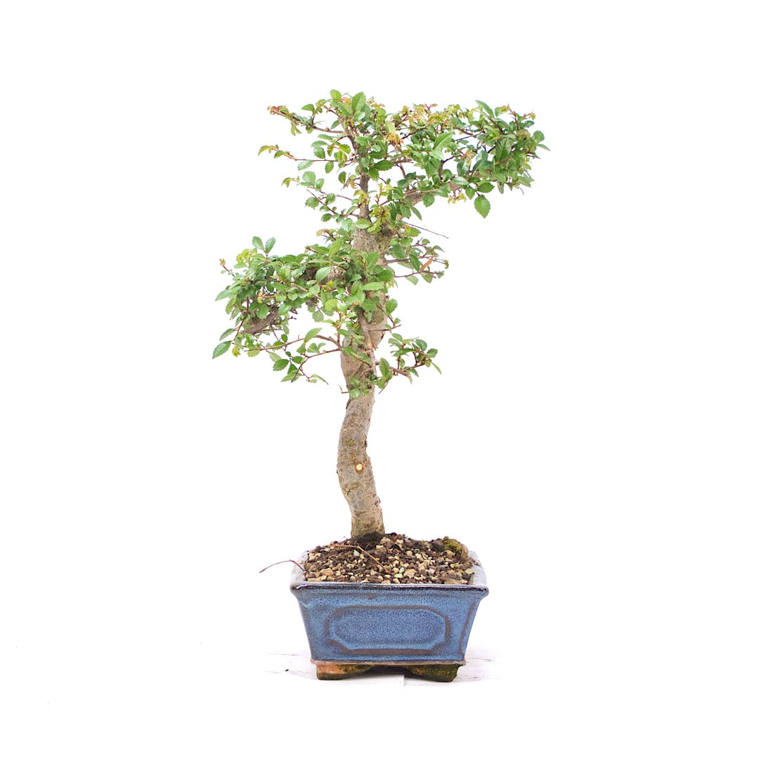 Chinesische Ulme 'Zelkova parvifolia'