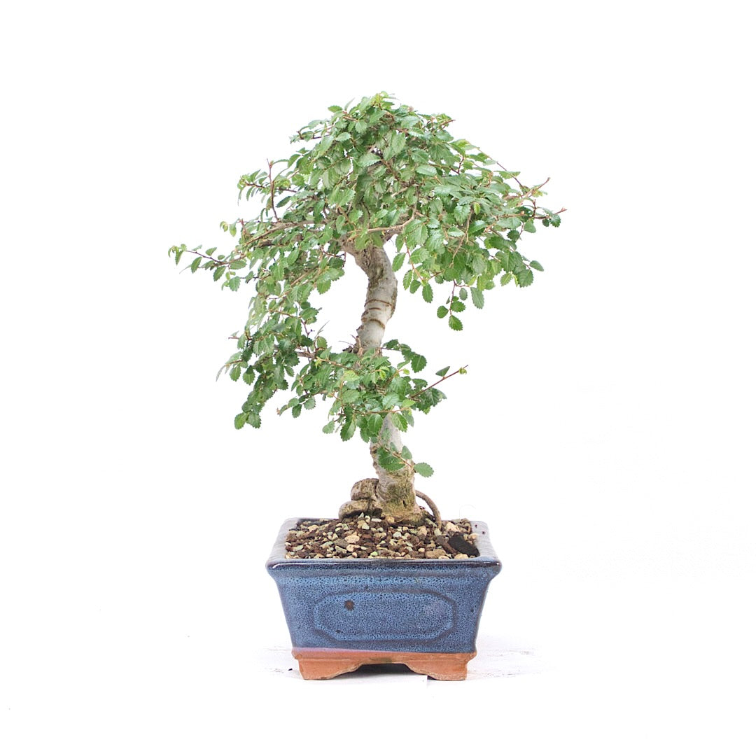 Chinesische Ulme 'Zelkova parvifolia'