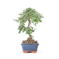 Chinesische Ulme 'Zelkova parvifolia'