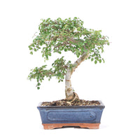 Chinesische Ulme 'Zelkova parvifolia'