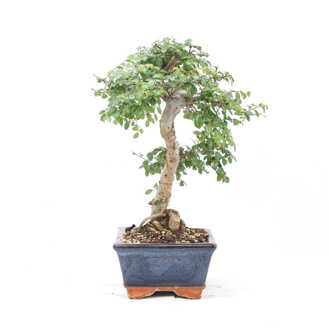 Chinesische Ulme 'Zelkova parvifolia'