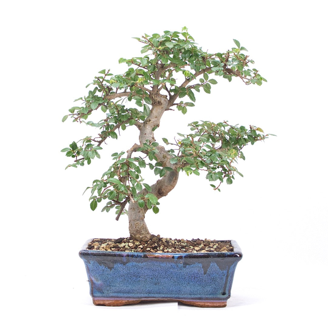 Chinesische Ulme 'Zelkova parvifolia'