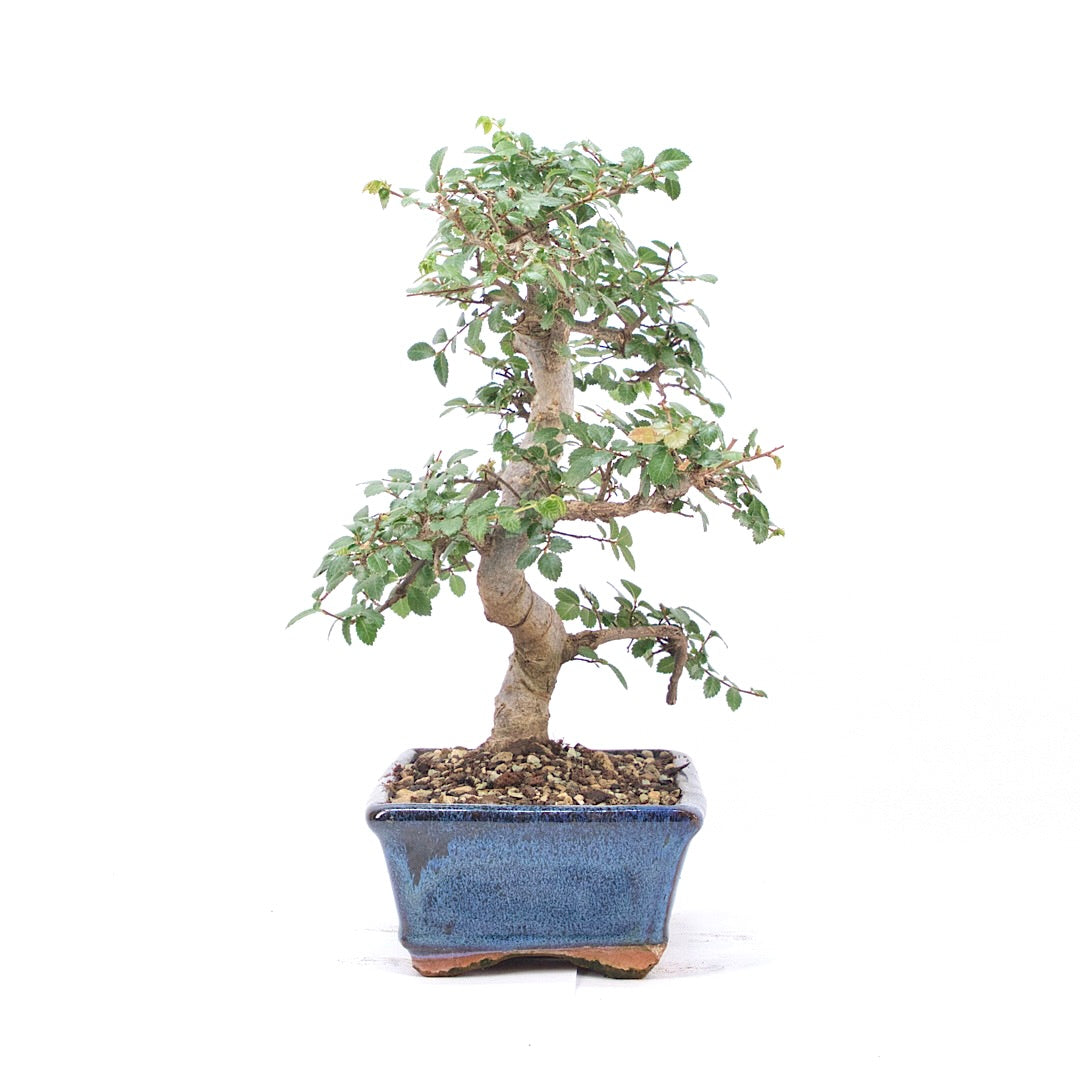 Chinesische Ulme 'Zelkova parvifolia'