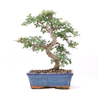 Chinesische Ulme 'Zelkova parvifolia'