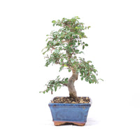 Chinesische Ulme 'Zelkova parvifolia'
