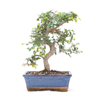 Chinesische Ulme 'Zelkova parvifolia'